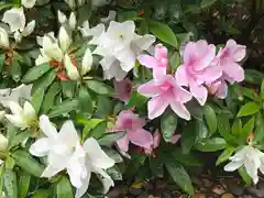 菊田神社の自然