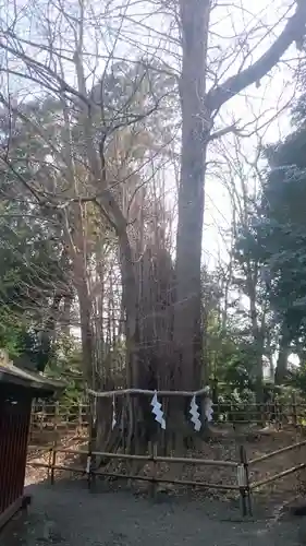 大國魂神社の自然