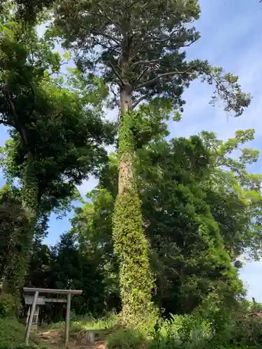 東山神社の自然