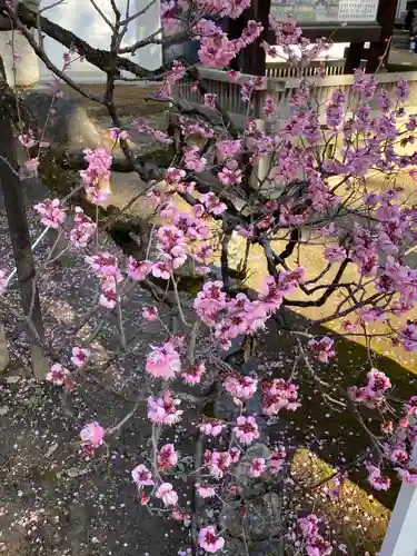 北野天満宮の自然