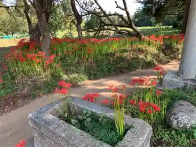 熊野神社の手水舎
