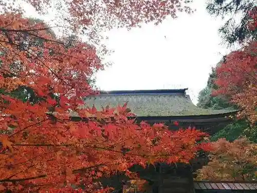 大矢田神社の自然