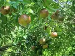 屋久島大社の自然