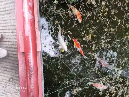 小梳神社の動物