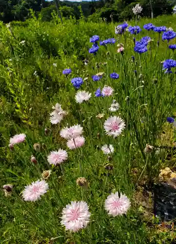 高司神社〜むすびの神の鎮まる社〜(福島県)