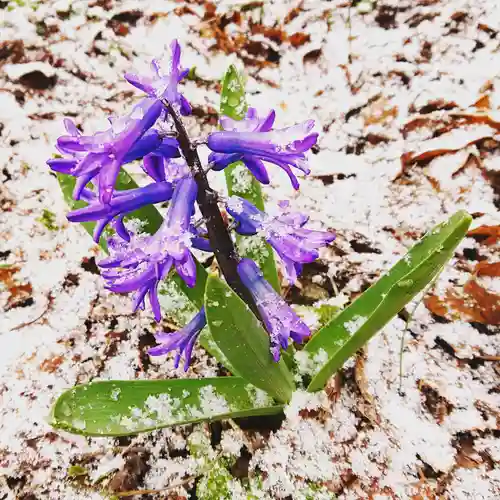 壽徳寺 じゅとくじの自然