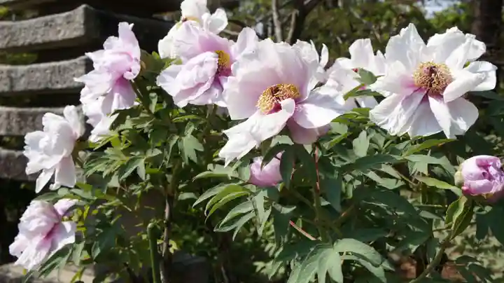 観音寺(千葉県)