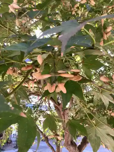 三輪神社の自然