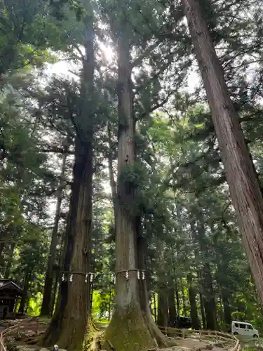 河口浅間神社の自然
