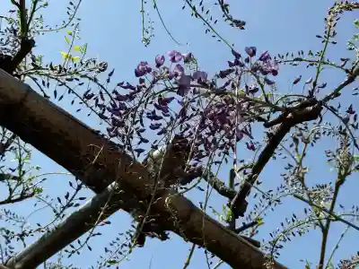 亀戸天神社の{uncategorized: "未分類", other: "その他", undefined: "問題あり", building: "その他建物", grave: "お墓", sacred_gate: "鳥居", guardian: "狛犬", statue: "像", buddha: "仏像", history: "歴史", nature: "自然", garden: "庭園", animal: "動物", pagoda: "塔", temizu: "手水舎", mountain_gate: "山門・神門", sanctuary: "本殿・本堂", subordinate: "末社・摂社", art: "芸術", scenery: "景色", jizo: "地蔵", ema: "絵馬", goshuin: "御朱印", omikuji: "おみくじ", items: "授与品その他", amulet: "お守り", goshuincho: "御朱印帳", eats: "食事", festival: "お祭り", votive_dance: "神楽", shichigosan: "七五三参", wedding: "結婚式", experience: "体験その他", initially: "初詣", around: "周辺", anti_infection: "感染症対策"}