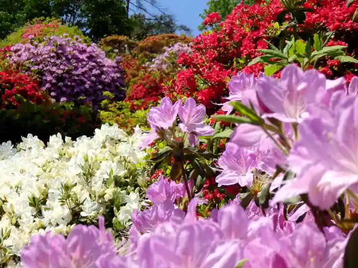 塩船観音寺の自然