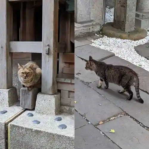 小野照崎神社の動物
