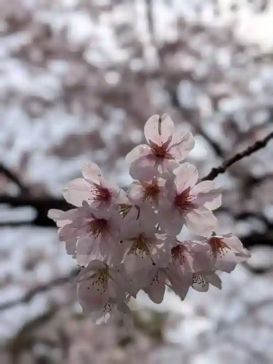 阿佐ヶ谷神明宮(東京都)