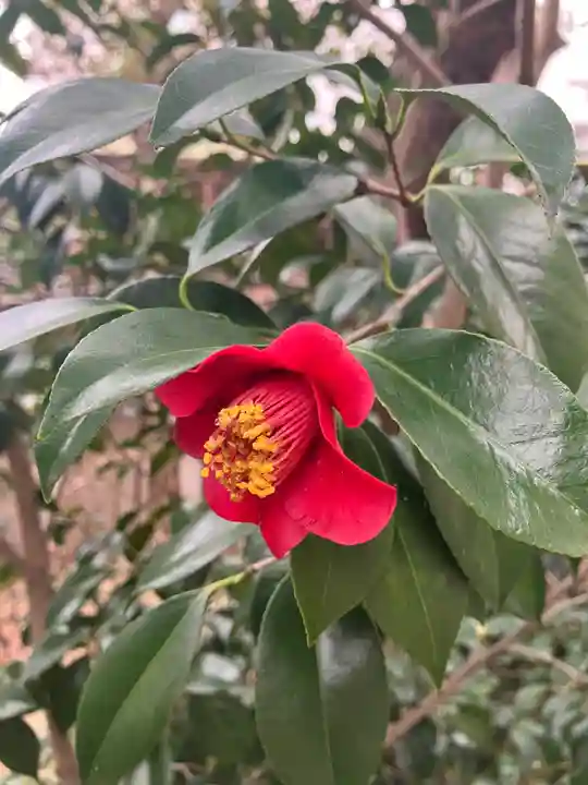 坐摩神社の自然