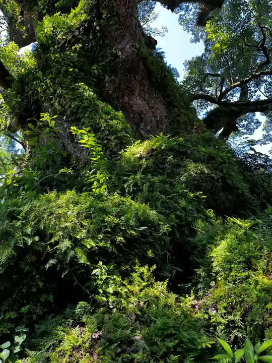 蒲生八幡神社(鹿児島県)