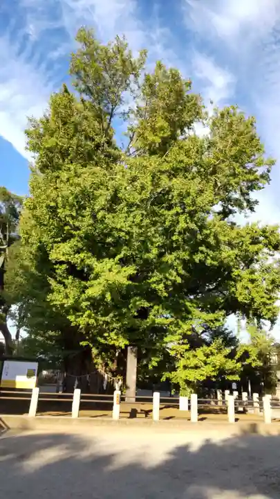 葛飾八幡宮の自然
