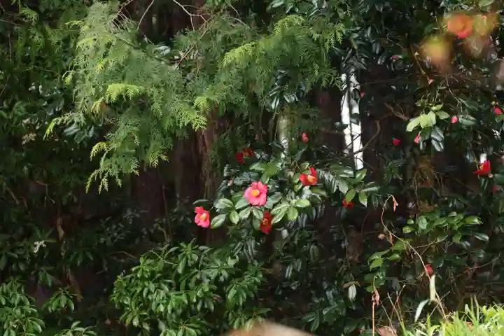 大六天麻王神社の自然