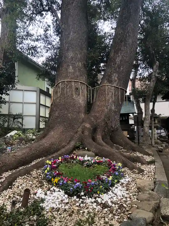 鳩ヶ谷氷川神社の自然