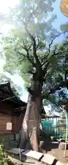 立石熊野神社の自然