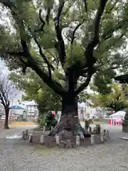 金岡神社の自然