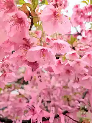 桜神宮(東京都)