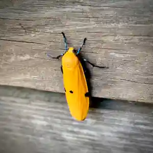 滑川神社 - 仕事と子どもの守り神の動物(2021年08月22日(日) 16時32分27秒投稿)