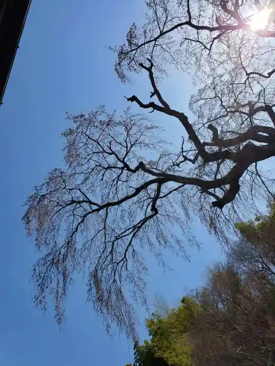 田村大元神社の自然