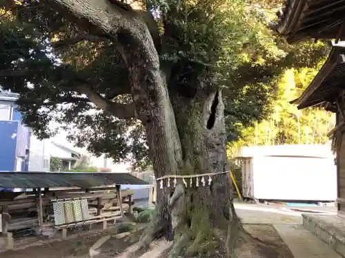 多気比売神社の自然