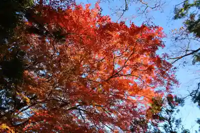 八幡神社の自然