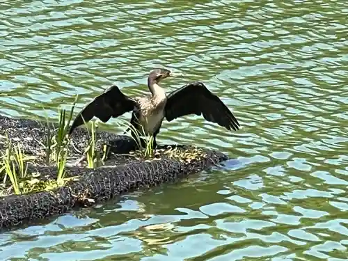 武蔵一宮氷川神社(埼玉県)