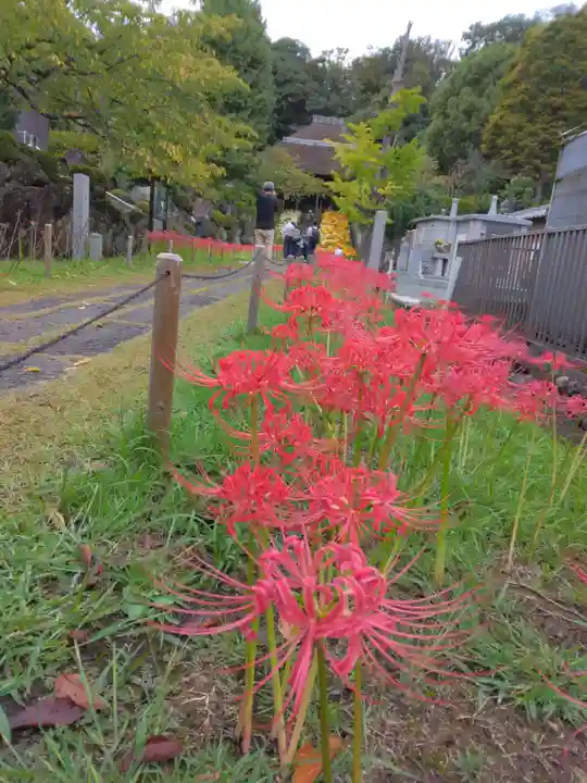 横浜 西方寺(神奈川県)