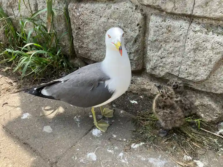 蕪嶋神社(青森県)