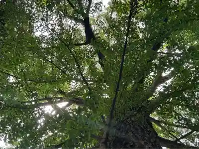 田無神社(東京都)