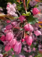 伊勢山皇大神宮の自然