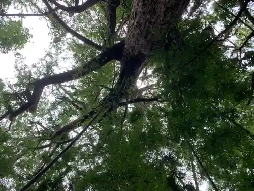 白山神社の自然