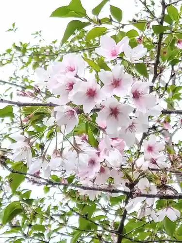 阿智神社の自然