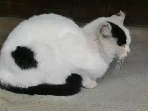 今市報徳二宮神社の動物