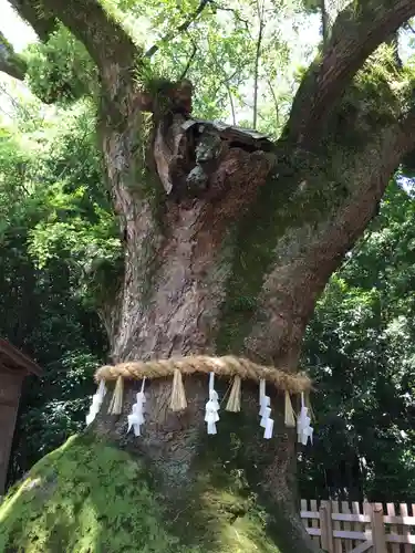 熱田神宮の自然