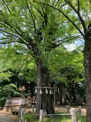 赤坂氷川神社(東京都)