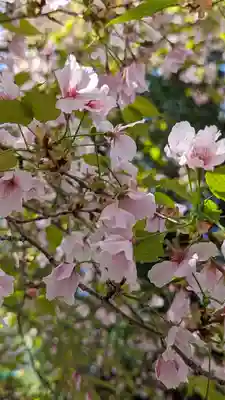 雙栗神社(京都府)