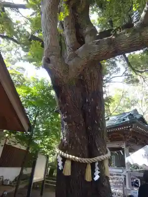座間神社の自然