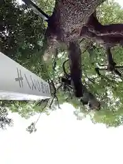 大井神社の自然