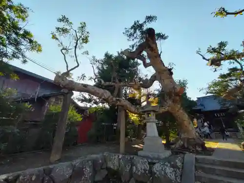 八坂大神の自然