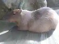 妙法寺(福井県)