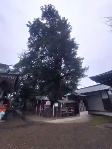 白岡八幡神社(埼玉県)