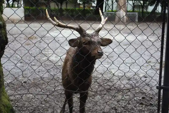 三嶋大社の動物
