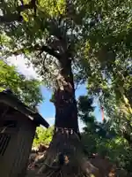 日吉神社(千葉県)