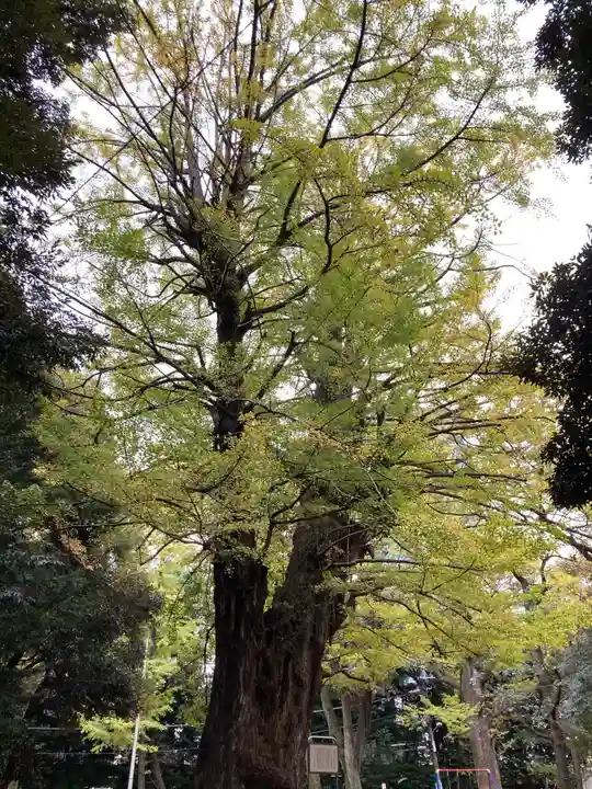 赤坂氷川神社の自然