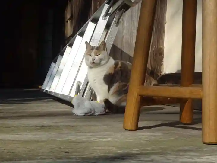 かっぱの寺 栖足寺の動物