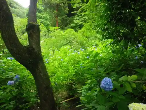 明月院の庭園